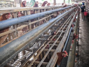 Proyek Hilirisasi Peternakan Ayam Groundbreaking Awal Februari