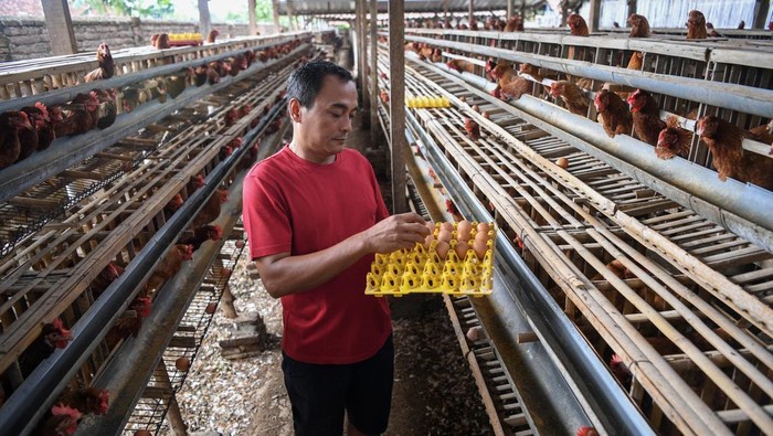 Peternak ayam keluhkan harga pakan tinggi Sejumlah ayam petelur di peternakan ayam di Desa Kuwonharjo, Kabupaten Magetan, Jawa Timur, Jumat (19/1/2024). Menurut peternak ayam, akibat harga jagung lokal yang meningkat sekitar Rp8.700 hingga Rp9.000 tersebut, peternak mengaku rugi atas Harga Pokok Produksi (HPP) dan harga jual telur yang tidak sesuai, yakni harga telur ditingkat peternak sekitar Rp23.000 per kilogramnya sementara HPP sekitar Rp28.000 hingga Rp29.000 per kilogramnya. ANTARA FOTO/M Risyal Hidayat/foc.