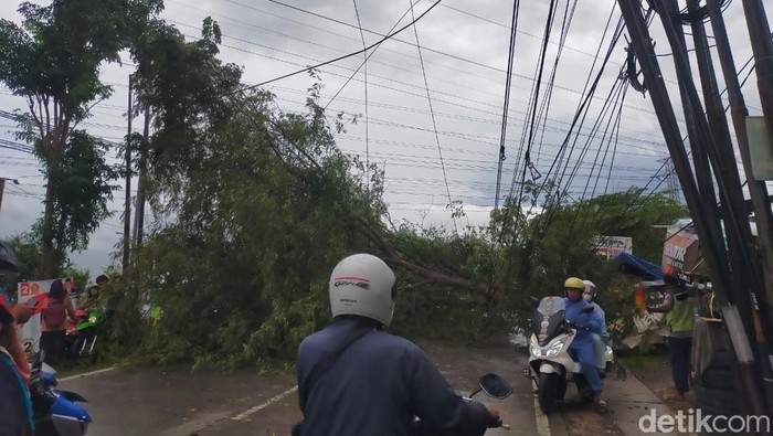 Pohon tumbang di Gresik