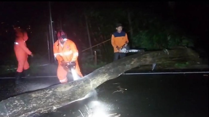pohon tumbang di trenggalek pohon tumbang di trenggalek