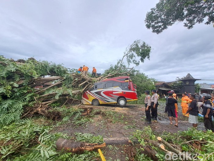 Pohon tumbang di wilayah Dusun Jatibedug, Desa Purworejo, Kecamatan Wonogiri Kota, Kabupaten Wonogiri, Jumat (19/1/2024) siang.