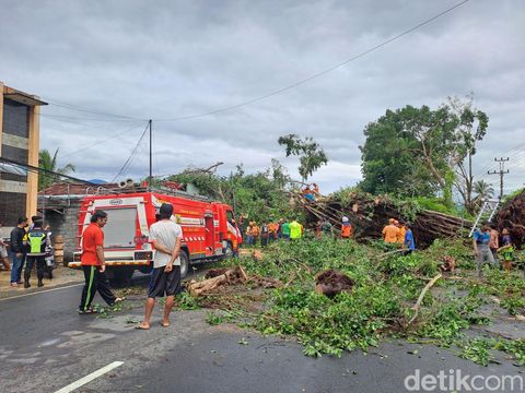 Pohon tumbang di wilayah Dusun Jatibedug, Desa Purworejo, Kecamatan Wonogiri Kota, Kabupaten Wonogiri, Jumat (19/1/2024) siang.
