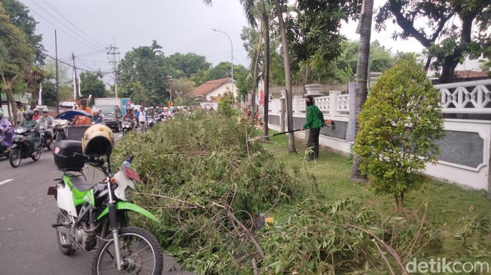 pohon tumbang terjadi di beberapa titik kawasan Surabaya