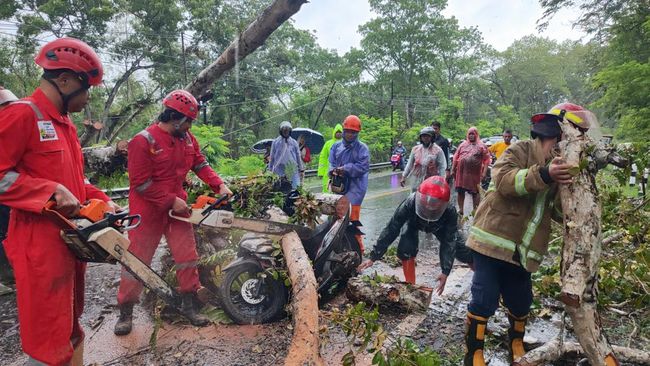 Pohon Tumbang Timpa Pemotor di Jalan Wonosari Bunder, 3 Orang Sekeluarga  Luka