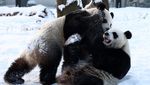 Saat Panda Asyik Bermain Salju