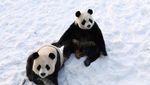 Saat Panda Asyik Bermain Salju