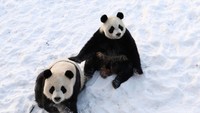 Aksi panda ini pun menarik perhatian pengunjung.  