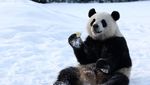 Saat Panda Asyik Bermain Salju