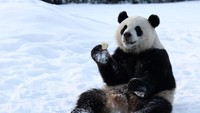 Bahkan ada juga kelakuan panda yang terekam sambil bersantai dan memakan apel di tengah hujan salju. Lucu sekali ya tingkahnya...