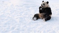Seekor panda duduk di salju sambil makan di kebun binatang Pairi Daiza di Brugelette, Belgia.