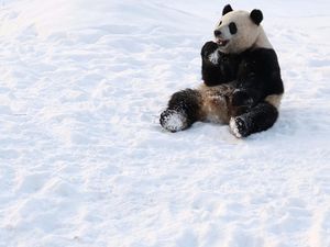 Saat Panda Asyik Bermain Salju