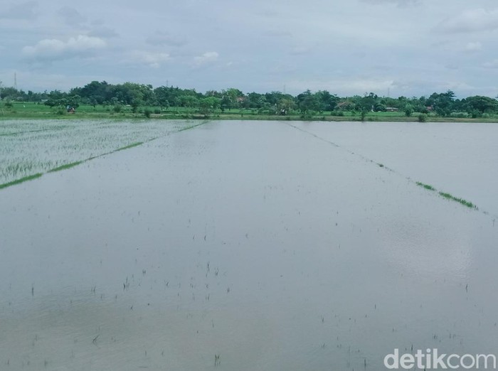 Sawah di Kabupaten Klaten terendam air, imbas hujan dan luapan anak sungai Dengkeng, Jumat (19/1/2024) sore.