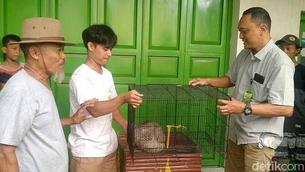 Penemuan tenggiling di Pekalongan.