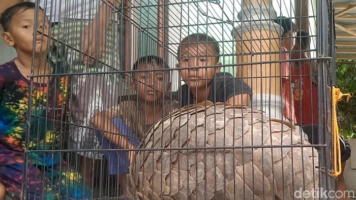 Penemuan tenggiling di Pekalongan.