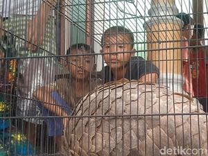 Heboh Trenggiling Nyasar ke Permukiman Warga di Pekalongan