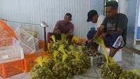 Pelaku usaha perikanan di daerah itu menyebutkan, ekspor perdana komoditas kerang tahun 2024 tujuan Vietnam hanya terpenuhi sebanyak 750 kilogram. 