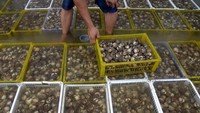 Pekerja mengangkat keranjang berisi kerang darah (Tegillarca granosa) saat persiapan ekspor di salah satu usaha perikanan Kabupaten Aceh Besar, Aceh, Jumat (19/1/2024).