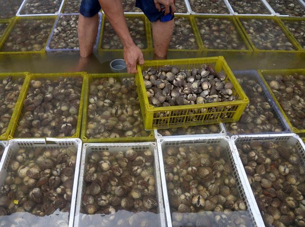 Ekspor Perdana Kerang Aceh ke Vietnam, Begini Potretnya