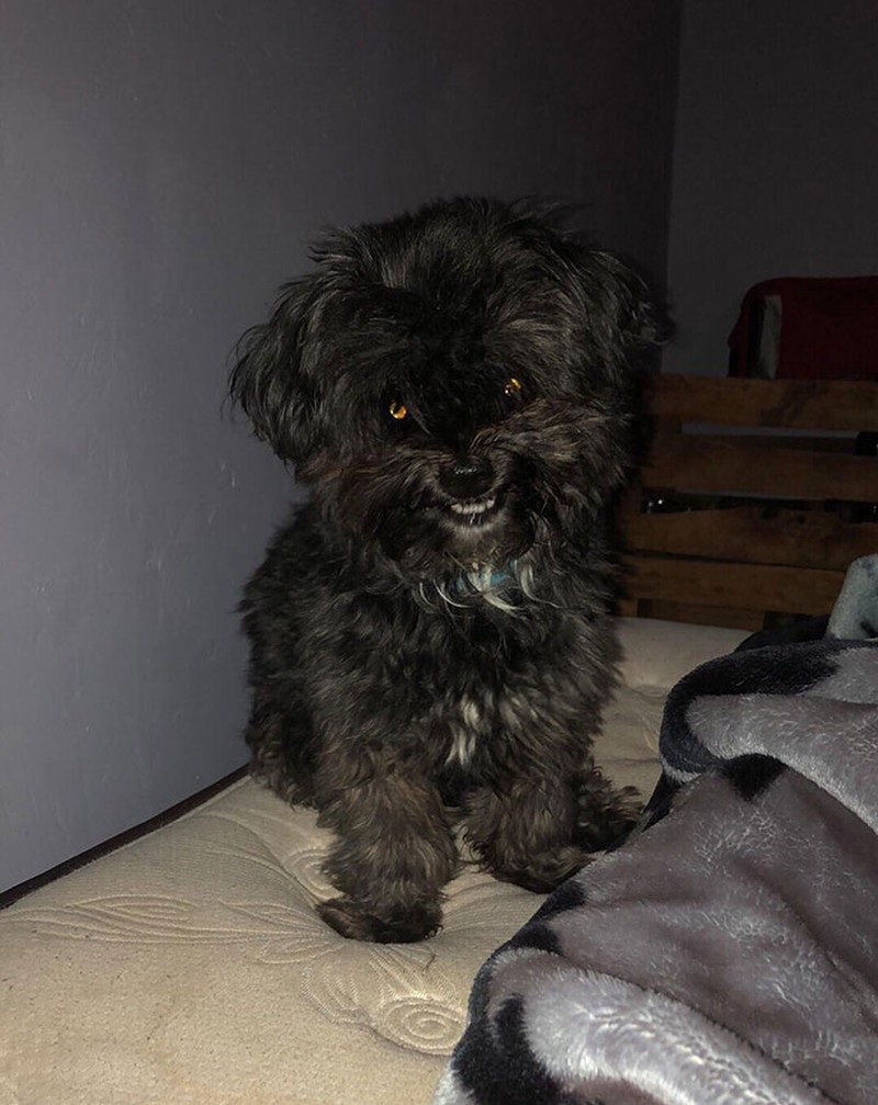 Hii! Biasa lucu Menggemaskan, Tapi Hewan Ini Bikin Begidik