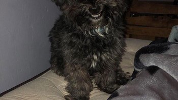 Mau coba terlihat cute tapi kok serem. Foto: Boredpanda