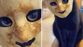 Saat kamu menaruh kue pancake di wajah kucing dan mengira akan lucu, tapi justru mengerikan Foto: Boredpanda