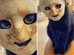 Hii! Biasa lucu Menggemaskan, Tapi Hewan Ini Bikin Merinding