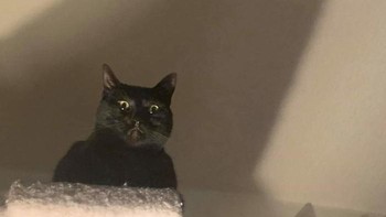 Awas ada yang sedang memantau. Foto: Boredpanda