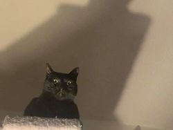 Hii! Biasa lucu Menggemaskan, Tapi Hewan Ini Bikin Merinding