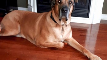 Tampak seperti anjing evil. Foto: Boredpanda