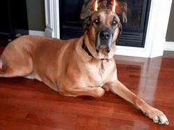 Hii! Biasa lucu Menggemaskan, Tapi Hewan Ini Bikin Merinding