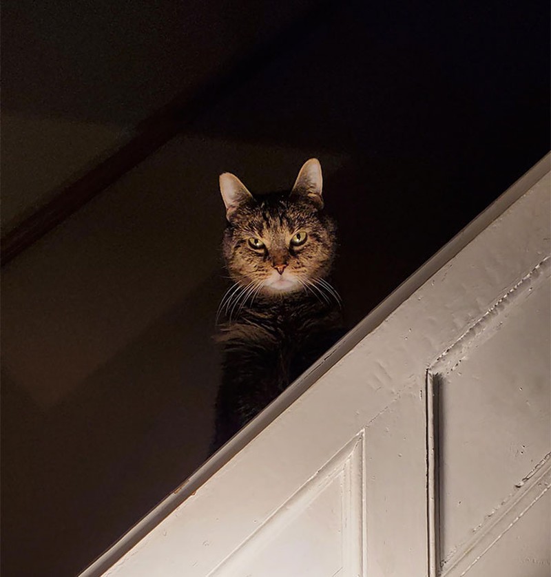 Hii! Biasa lucu Menggemaskan, Tapi Hewan Ini Bikin Begidik