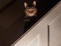 Hii! Biasa lucu Menggemaskan, Tapi Hewan Ini Bikin Merinding