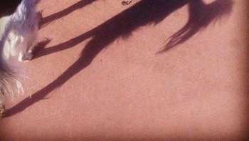 Lihat bayangannya. Foto: Boredpanda