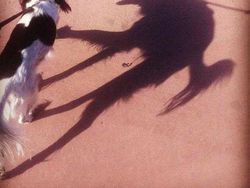 Hii! Biasa lucu Menggemaskan, Tapi Hewan Ini Bikin Merinding