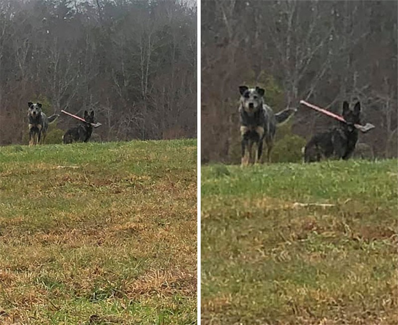 Hii! Biasa lucu Menggemaskan, Tapi Hewan Ini Bikin Begidik