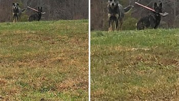 Waduh ada yang bawa kampak ini. Foto: Boredpanda