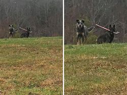 Hii! Biasa lucu Menggemaskan, Tapi Hewan Ini Bikin Merinding