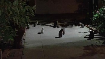 Perkumpulan kucing-kucing sedang rapat, lihat matanya. Foto: Boredpanda