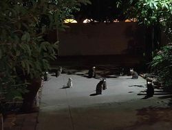 Hii! Biasa lucu Menggemaskan, Tapi Hewan Ini Bikin Merinding