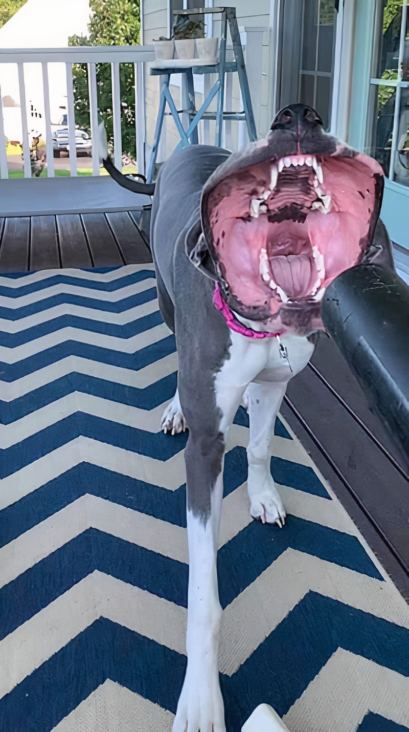 Hii! Biasa lucu Menggemaskan, Tapi Hewan Ini Bikin Begidik