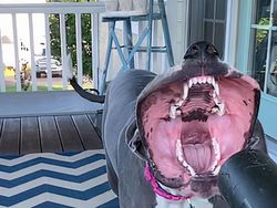 Hii! Biasa lucu Menggemaskan, Tapi Hewan Ini Bikin Merinding