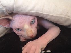 Hii! Biasa lucu Menggemaskan, Tapi Hewan Ini Bikin Merinding