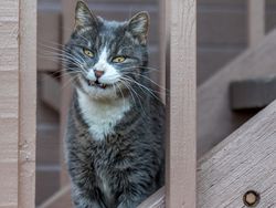 Hii! Biasa lucu Menggemaskan, Tapi Hewan Ini Bikin Merinding