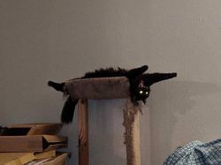 Hii! Biasa lucu Menggemaskan, Tapi Hewan Ini Bikin Merinding