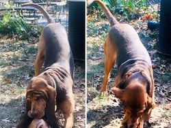 Hii! Biasa lucu Menggemaskan, Tapi Hewan Ini Bikin Merinding