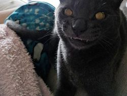 Hii! Biasa lucu Menggemaskan, Tapi Hewan Ini Bikin Merinding