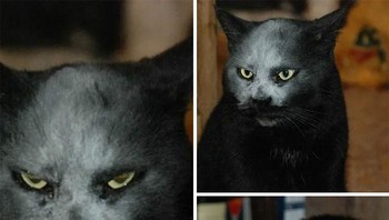 Wajahnya ketumpahan tepung jadi begini deh. Foto: Boredpanda