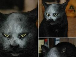 Hii! Biasa lucu Menggemaskan, Tapi Hewan Ini Bikin Merinding