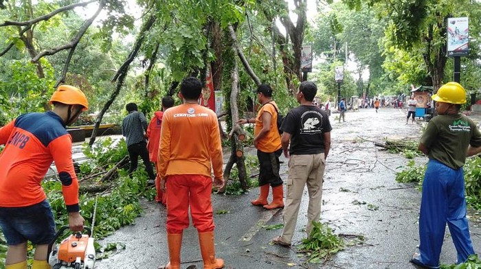 Kejadian pohon tumbang akibat hujan deras disertai angin kencang di Kudus, Sabtu (20/1/2024).
