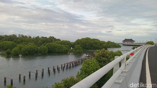 Kondisi mangrove atau hutan bakau di Teluk Benoa, Bali.